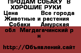 ПРОДАМ СОБАКУ  В ХОРОШИЕ РУКИ  › Цена ­ 4 000 - Все города Животные и растения » Собаки   . Амурская обл.,Магдагачинский р-н